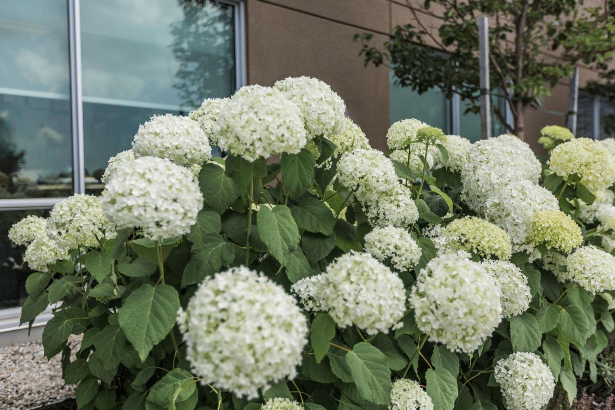 Holiday Inn Express & Suites - Welland Exterior photo